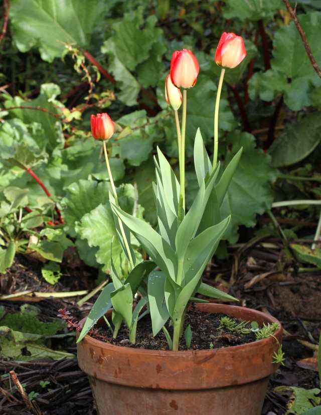tulips in pot with Rhubarb behind