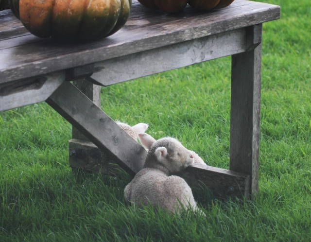 lambs under the table