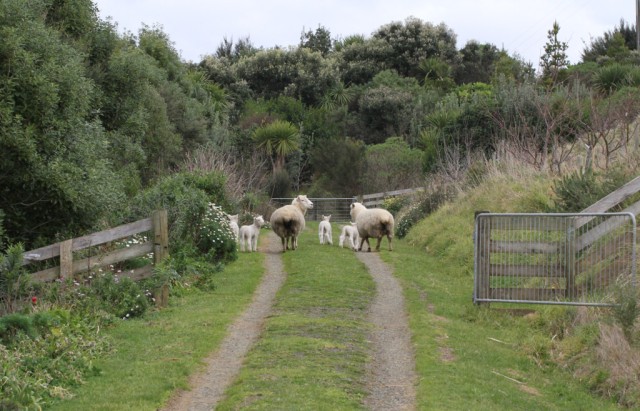 sheep leaving reluctantly
