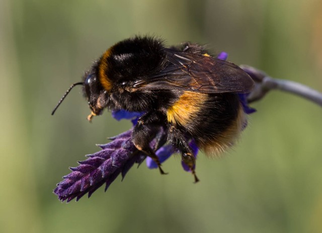 Bumble Bee on lavender Sidonie 6