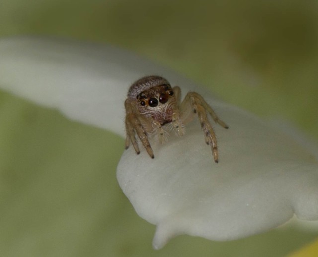 little jumping spider