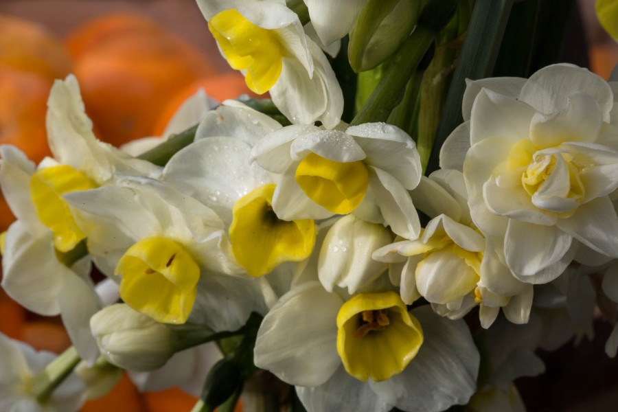 narcissus avalanche cut flowers macro with oranges