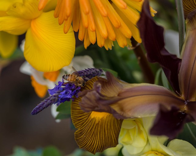 cut flowers knifofia and iris